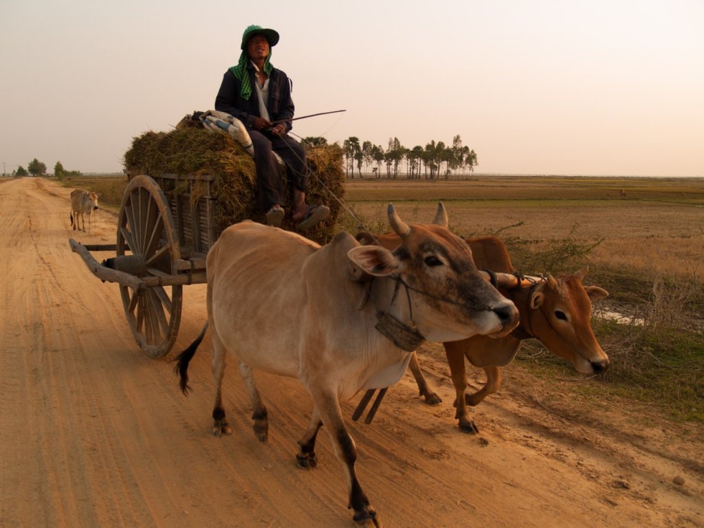 Cambodian Cattle Cart