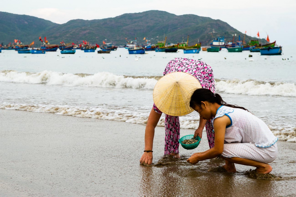 Collecting cockles, Quy Nhon